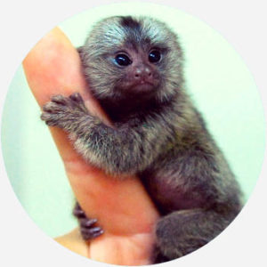 baby marmoset monkey