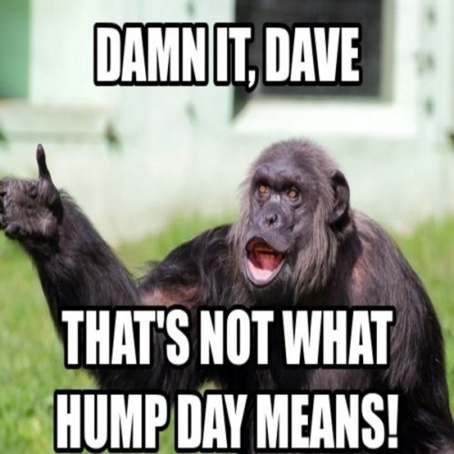 Happy Hump Day Meaning And Origin Slang By 