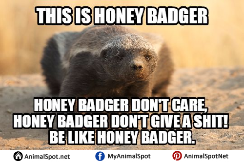 Honey Badger Dictionary Com