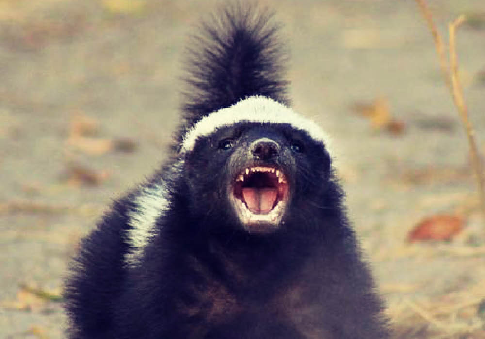 Facts About Honey Badger - Learn Important Terms and Concepts