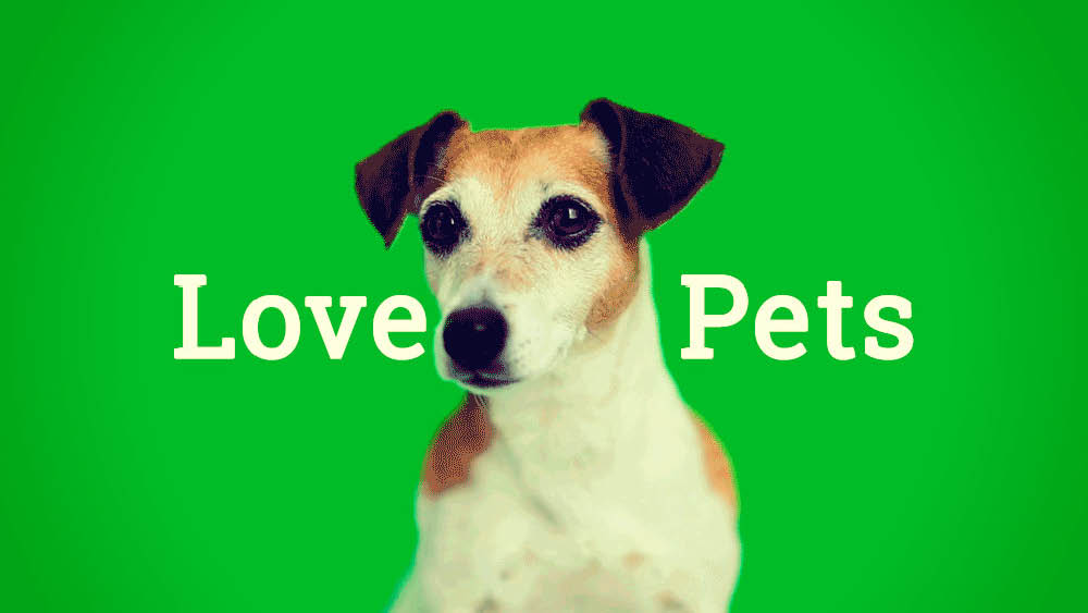 10 Unique Pet Name Ideas For Word Lovers   Love For Pets 1000x563 