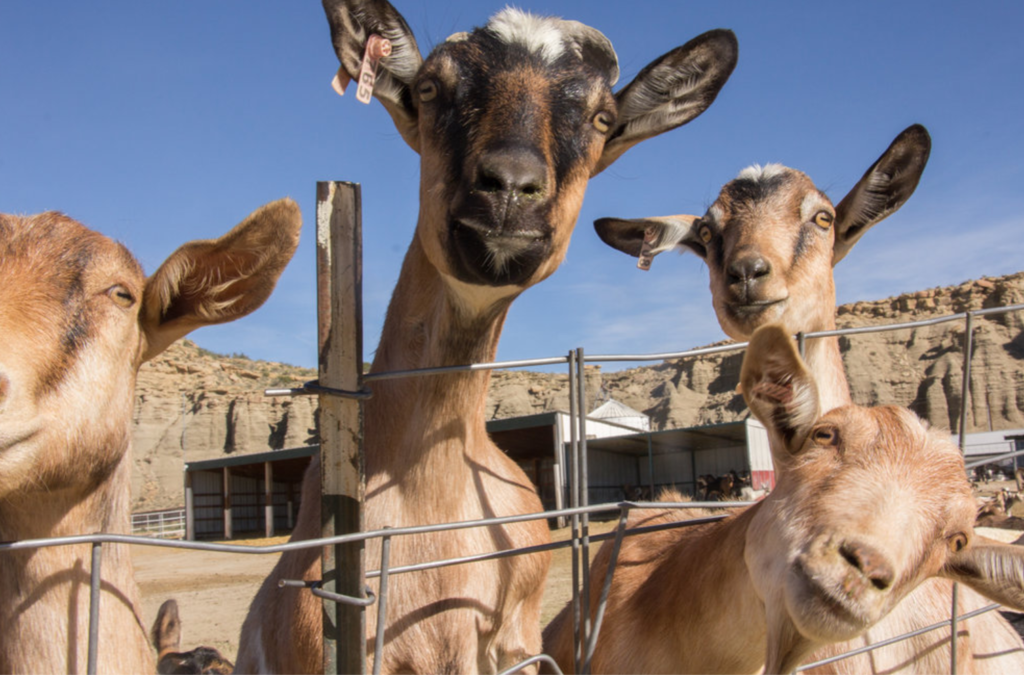 goat-rodeo-meaning-origin-slang-by-dictionary