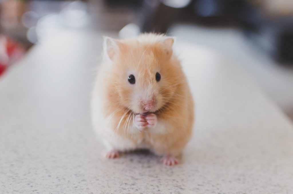 hamster-angle-meaning-origin-slang-by-dictionary