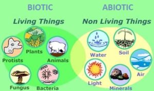Abiotic factor Definition & Meaning | Dictionary.com