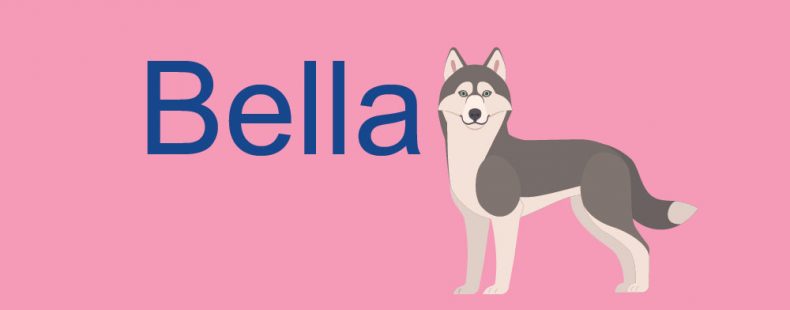 What Does The Name Bella Mean For A Cat