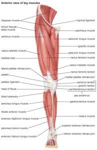 Voluntary muscle | Definition of Voluntary muscle at ...