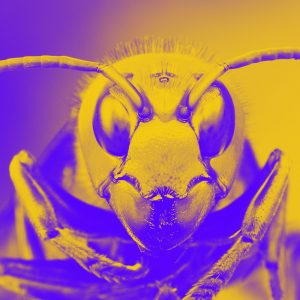 murder hornet Meaning | Pop Culture by Dictionary.com