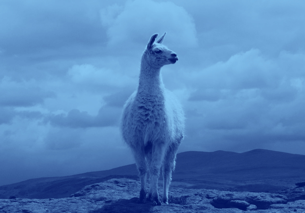 What Is The Difference Between A Llama And An Alpaca Dictionary