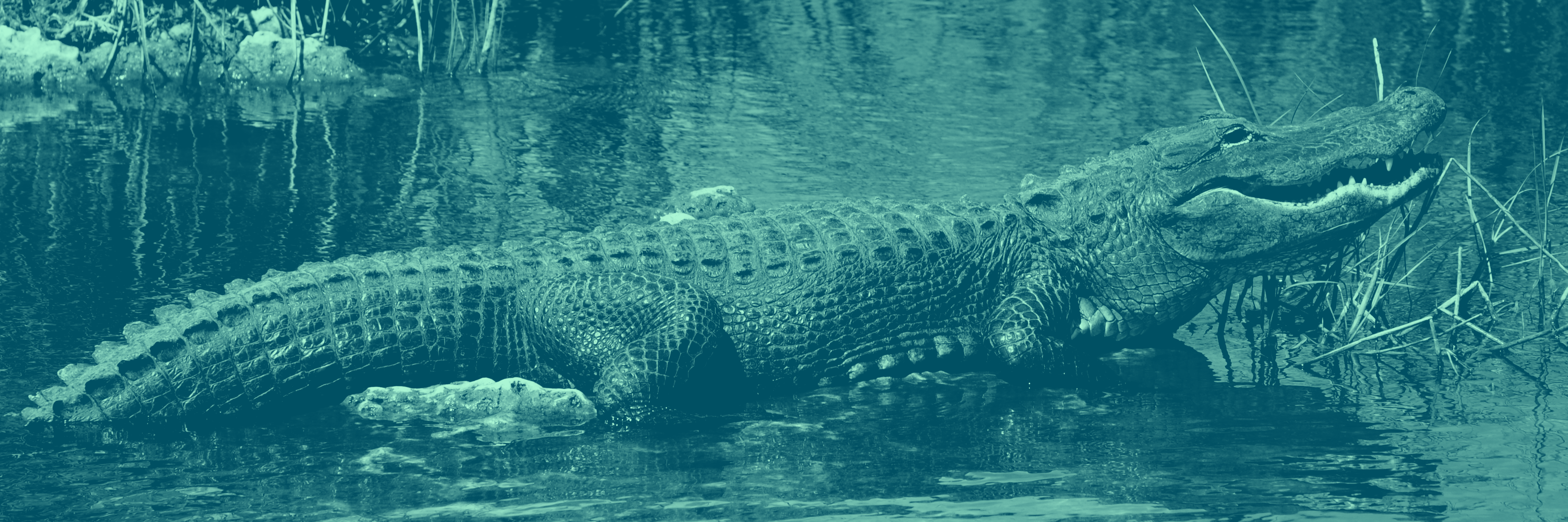 alligator vs crocodile