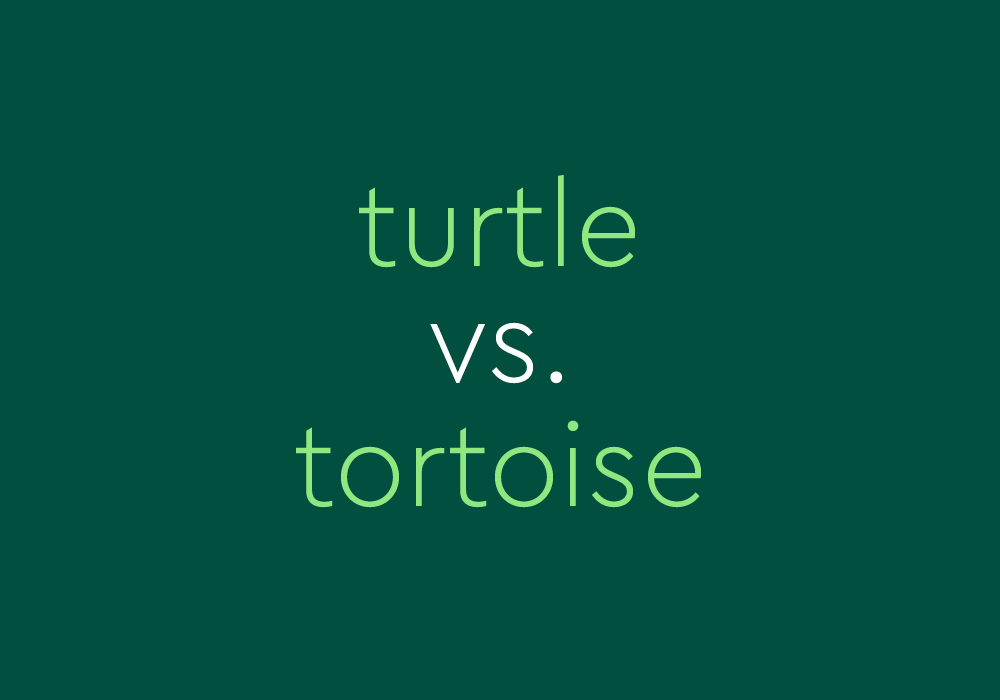 20210201_turtle_tortoise_1000x700.png