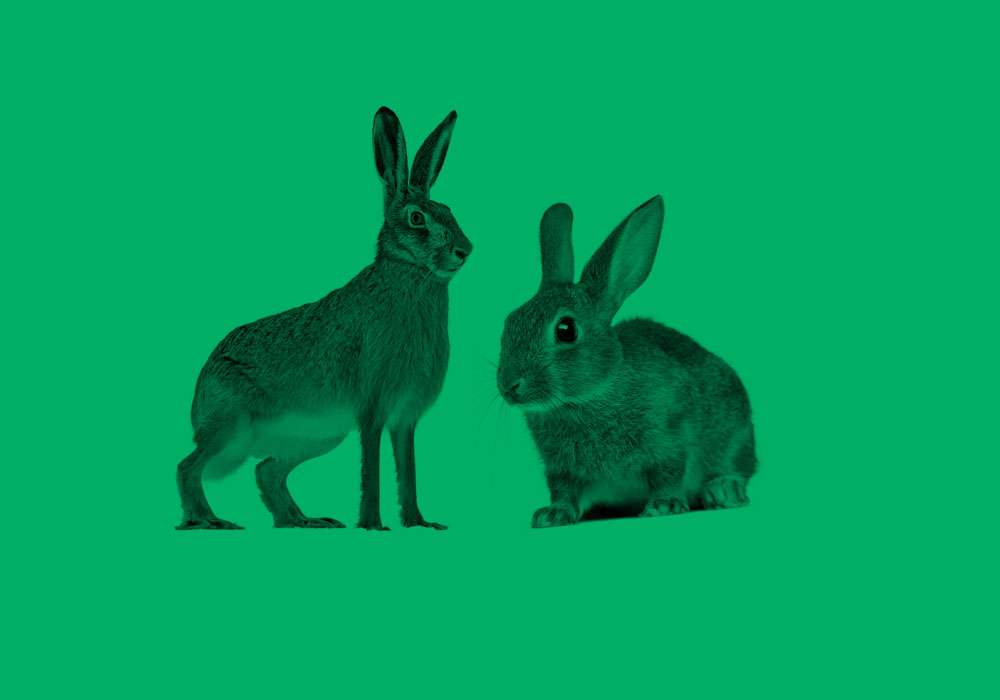 Bunny vs. Rabbit in English