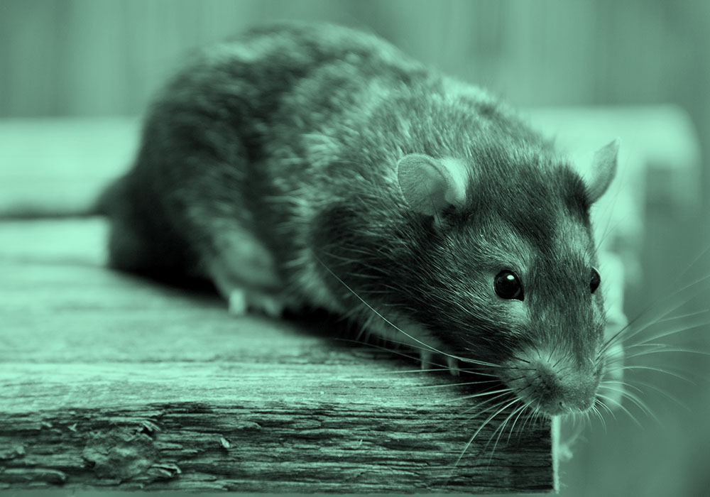 What Are The Differences Between Mice and Rats?
